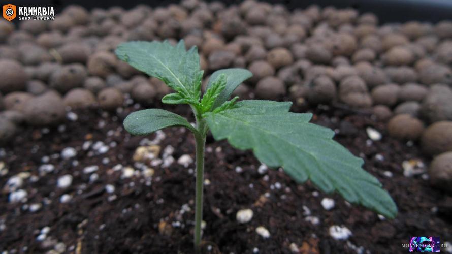 DosiDos 🍬 🥜 🍋 🌿 🍪. Week 1 - Day 7