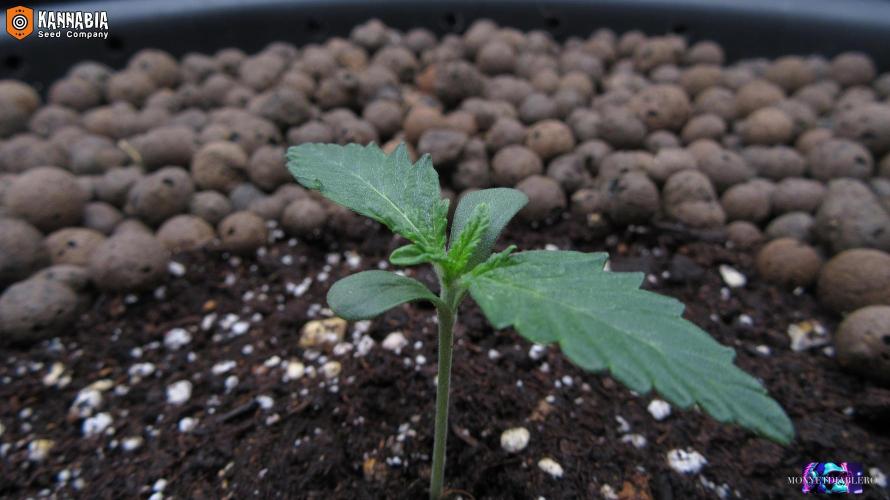 DosiDos 🍬 🥜 🍋 🌿 🍪. Week 2 - Day 8