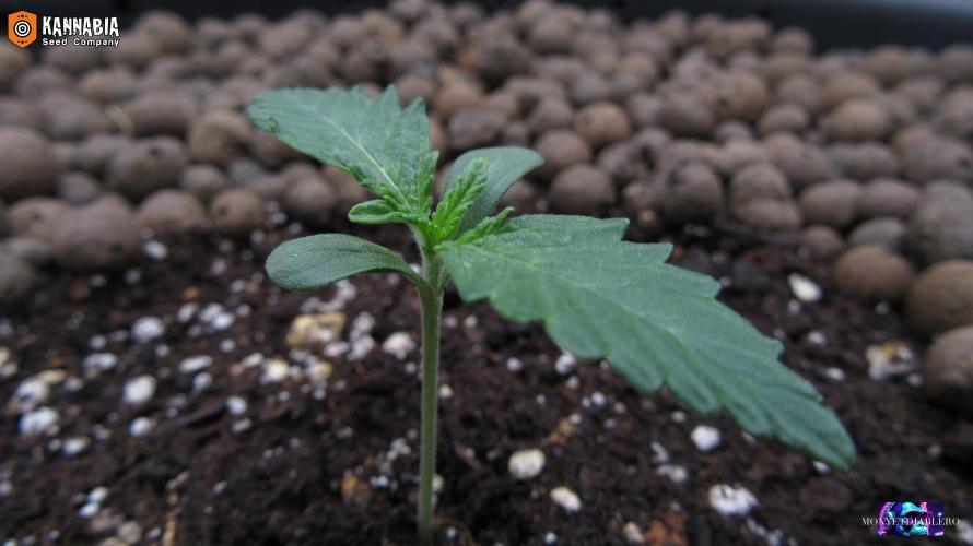 DosiDos 🍬 🥜 🍋 🌿 🍪. Week 2 - Day 8