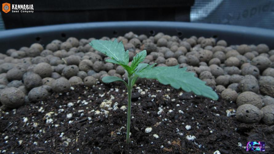 DosiDos 🍬 🥜 🍋 🌿 🍪. Week 2 - Day 9