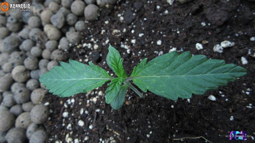 DosiDos 🍬 🥜 🍋 🌿 🍪. Week 2 - Day 9