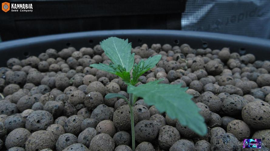 DosiDos 🍬 🥜 🍋 🌿 🍪. Week 2 - Day 10