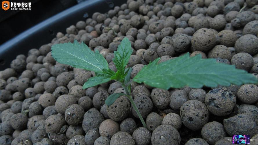 DosiDos 🍬 🥜 🍋 🌿 🍪. Week 2 - Day 11