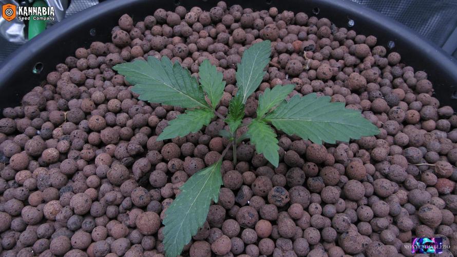 DosiDos 🍬 🥜 🍋 🌿 🍪. Week 2 - Day 13
