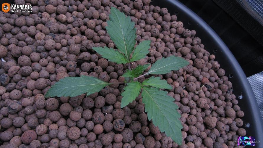 DosiDos 🍬 🥜 🍋 🌿 🍪. Week 2 - Day 13