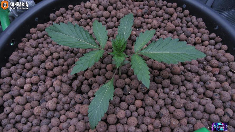 DosiDos 🍬 🥜 🍋 🌿 🍪. Week 2 - Day 14