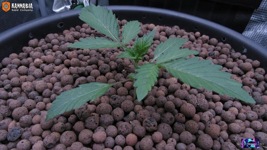DosiDos 🍬 🥜 🍋 🌿 🍪. Week 2 - Day 14