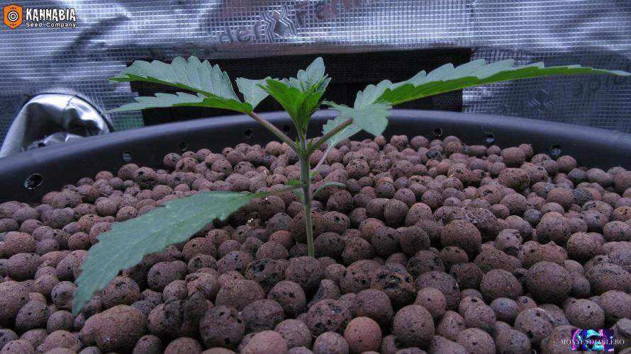DosiDos 🍬 🥜 🍋 🌿 🍪. Week 2 - Day 14
