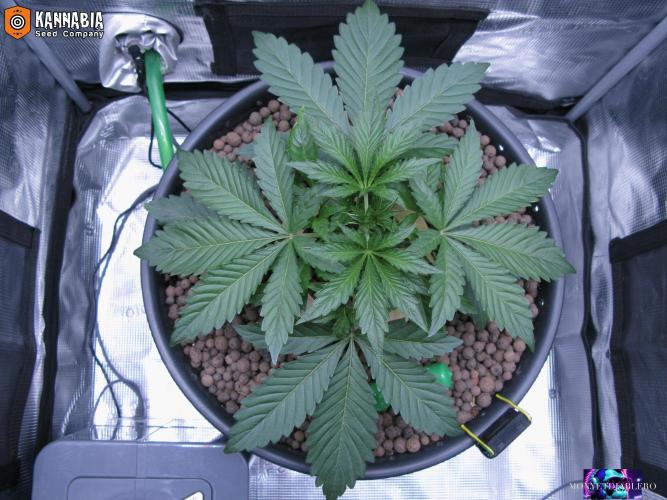 DosiDos 🍬 🥜 🍋 🌿 🍪. Week 3 - Day 21