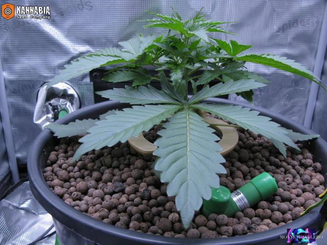 Dosidos Auto. Week 3