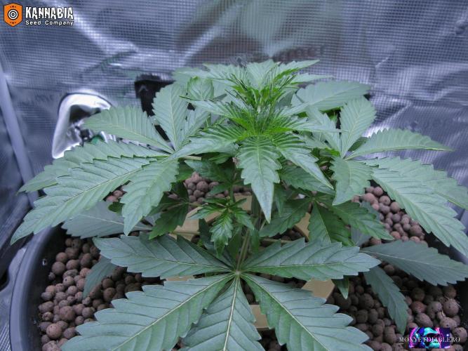 DosiDos 🍬 🥜 🍋 🌿 🍪. Week 3 - Day 20