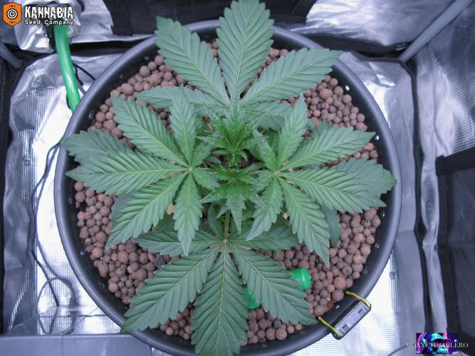 DosiDos 🍬 🥜 🍋 🌿 🍪. Week 3 - Day 20