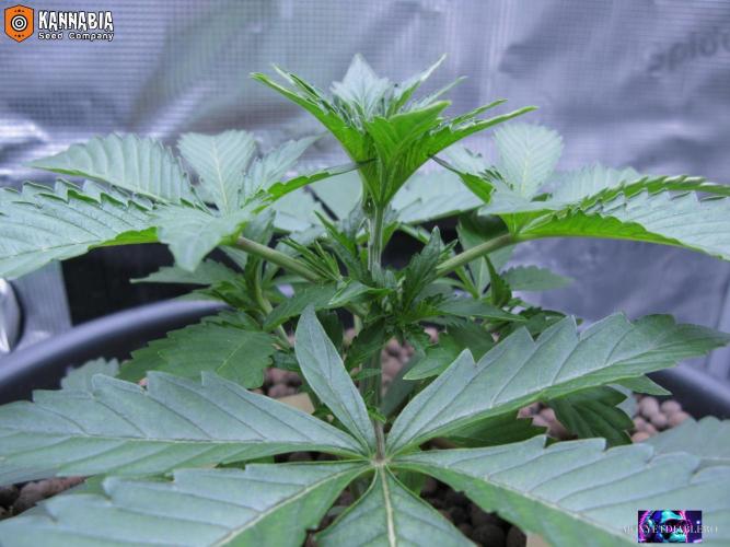 DosiDos 🍬 🥜 🍋 🌿 🍪. Week 3 - Day 21