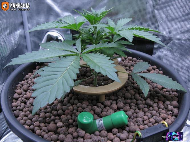 DosiDos 🍬 🥜 🍋 🌿 🍪. Week 3 - Day 20