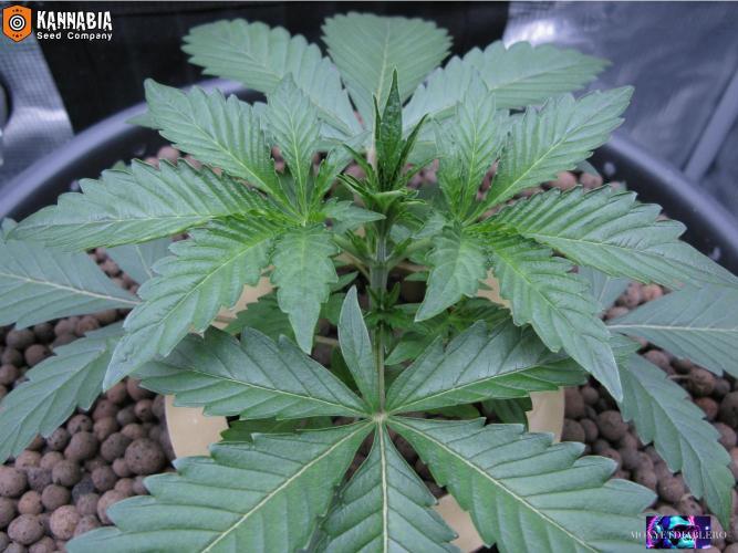 DosiDos 🍬 🥜 🍋 🌿 🍪. Week 3 - Day 19