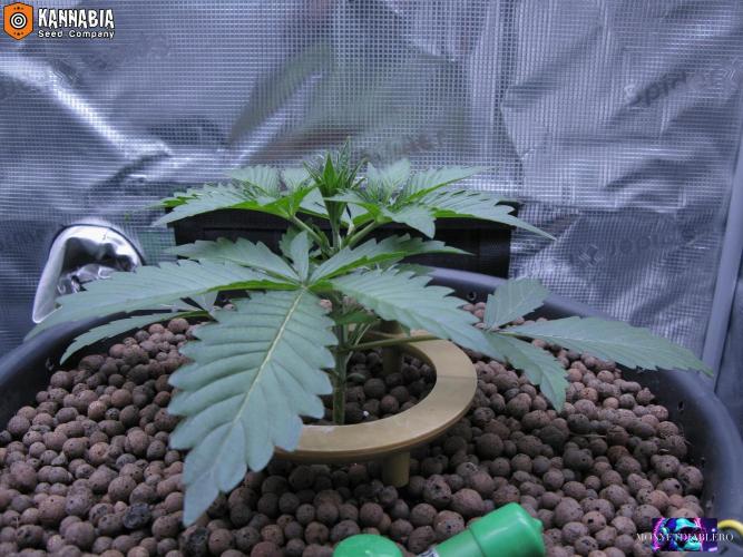 DosiDos 🍬 🥜 🍋 🌿 🍪. Week 3 - Day 19