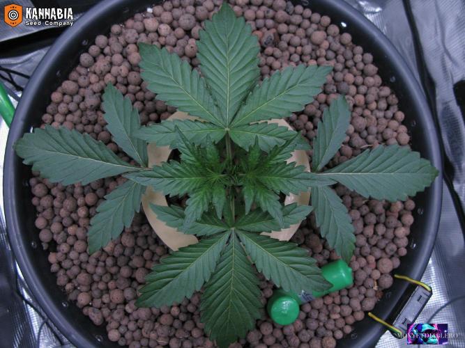 DosiDos 🍬 🥜 🍋 🌿 🍪. Week 3 - Day 18