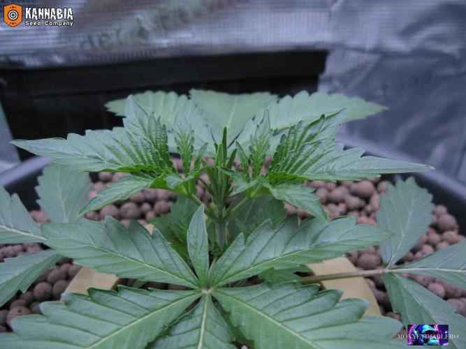 DosiDos 🍬 🥜 🍋 🌿 🍪. Week 3 - Day 18