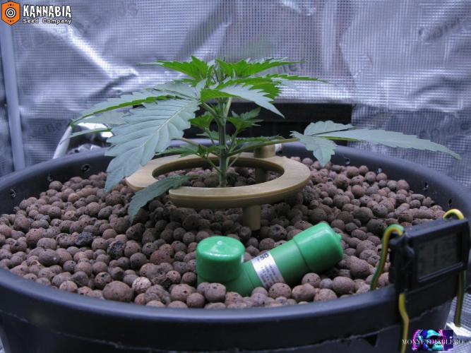 DosiDos 🍬 🥜 🍋 🌿 🍪. Week 3 - Day 18