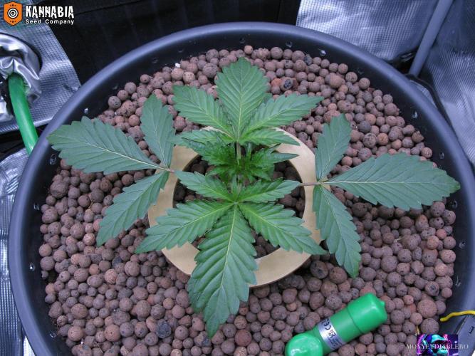 DosiDos 🍬 🥜 🍋 🌿 🍪. Week 3 - Day 17