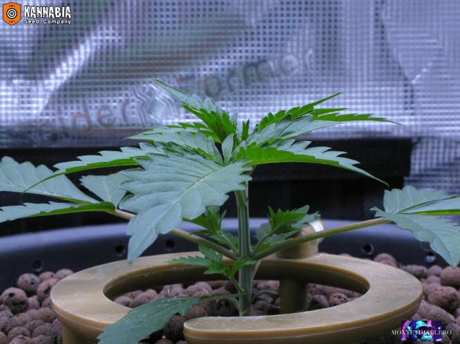 DosiDos 🍬 🥜 🍋 🌿 🍪. Week 3 - Day 17