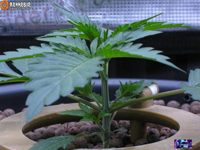 DosiDos 🍬 🥜 🍋 🌿 🍪. Week 3 - Day 17