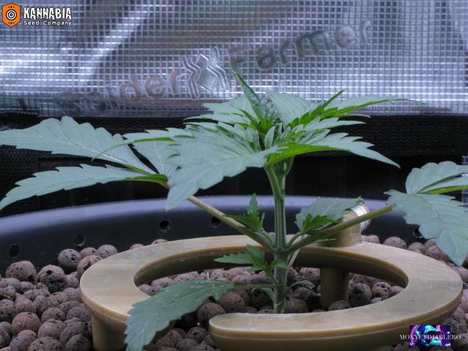 DosiDos 🍬 🥜 🍋 🌿 🍪. Week 3 - Day 16