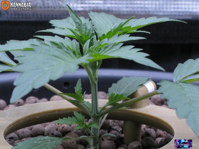 DosiDos 🍬 🥜 🍋 🌿 🍪. Week 3 - Day 16