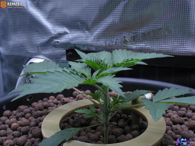 DosiDos 🍬 🥜 🍋 🌿 🍪. Week 3 - Day 17