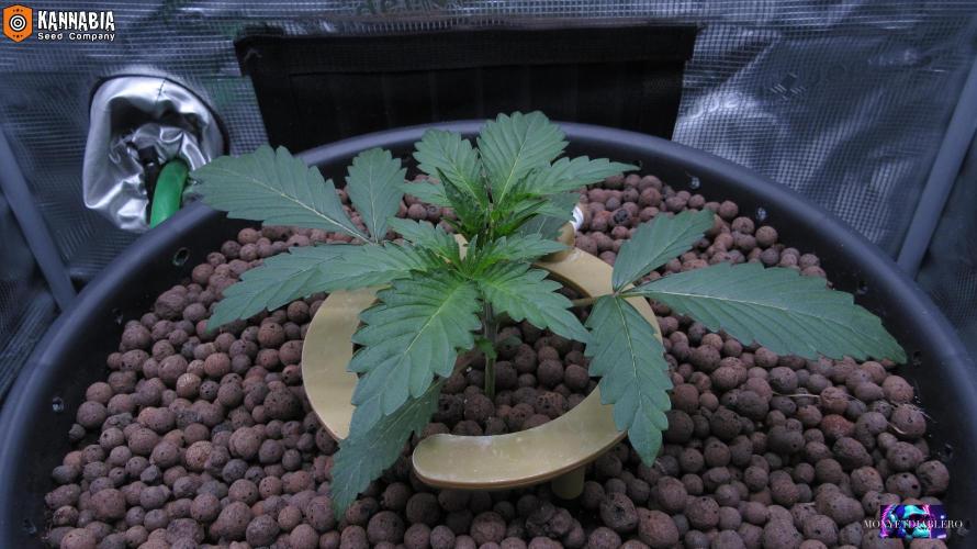 DosiDos 🍬 🥜 🍋 🌿 🍪. Week 3 - Day 16