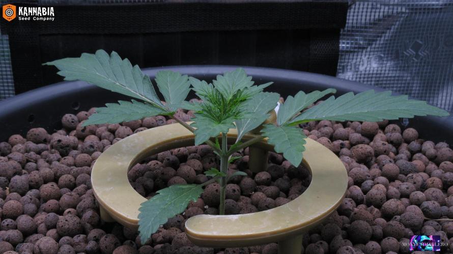 DosiDos 🍬 🥜 🍋 🌿 🍪. Week 3 - Day 15