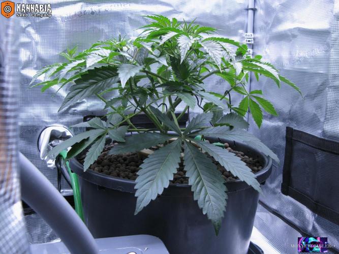DosiDos 🍬 🥜 🍋 🌿 🍪. Week 4 - Vr2