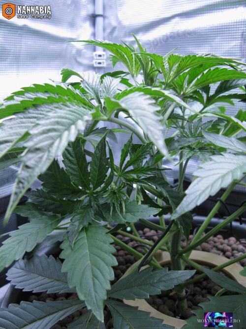DosiDos 🍬 🥜 🍋 🌿 🍪. Week 4 - Vr3