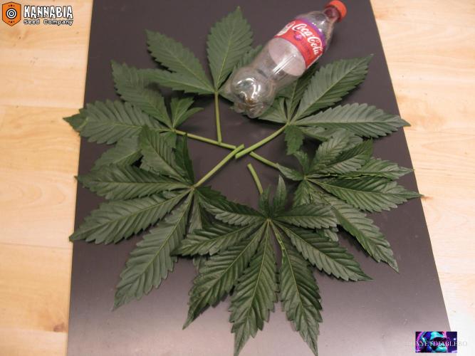 DosiDos 🍬 🥜 🍋 🌿 🍪. Week 4 - Za1