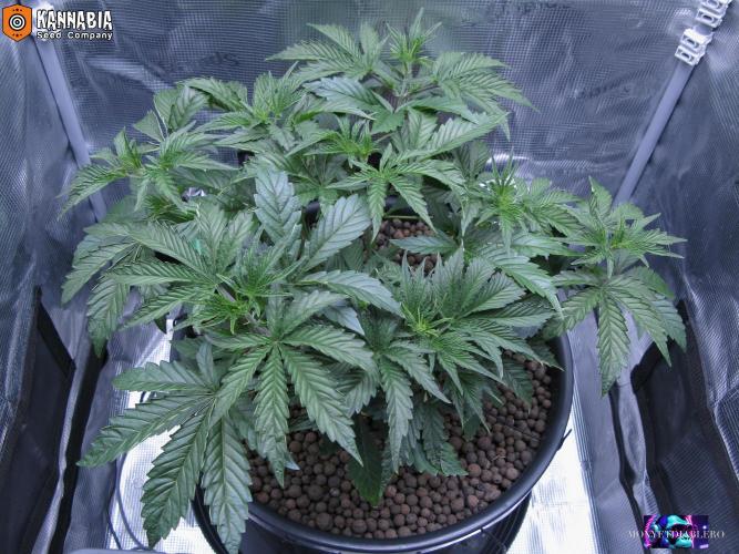 DosiDos 🍬 🥜 🍋 🌿 🍪. Week 4 - Za1