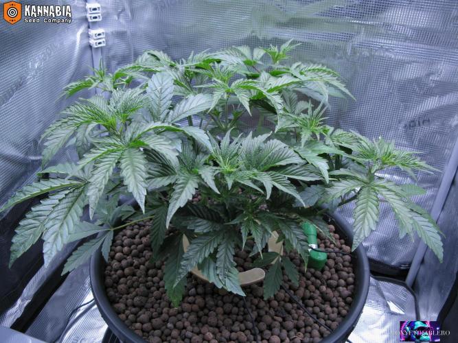 DosiDos 🍬 🥜 🍋 🌿 🍪. Week 4 - Za2