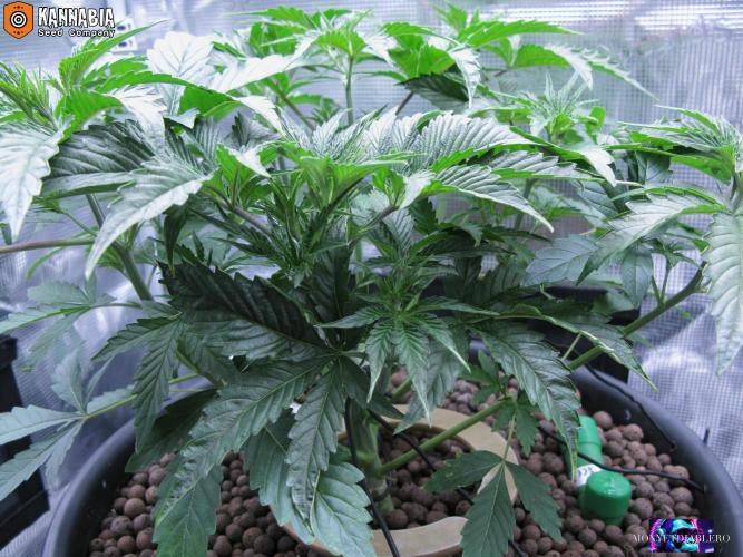 DosiDos 🍬 🥜 🍋 🌿 🍪. Week 4 - Za3