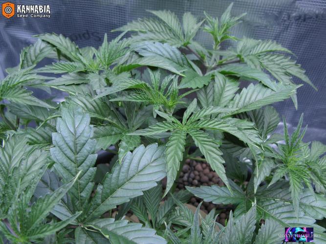 DosiDos 🍬 🥜 🍋 🌿 🍪. Week 4 - Zo1