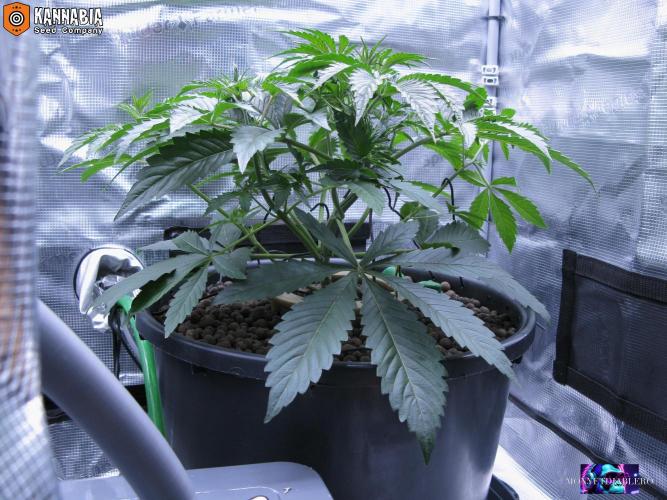 DosiDos 🍬 🥜 🍋 🌿 🍪. Week 4 - Zo4