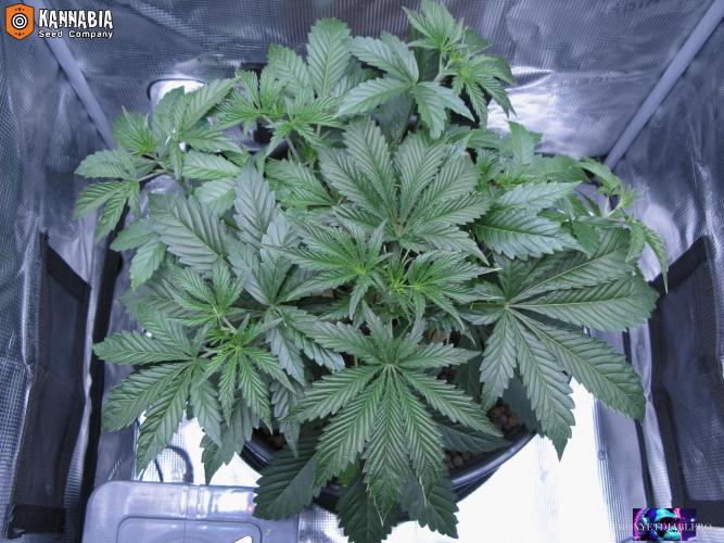 Dosidos Auto. Week 4