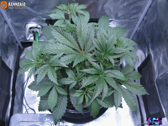 DosiDos 🍬 🥜 🍋 🌿 🍪. Week 4 - Do3