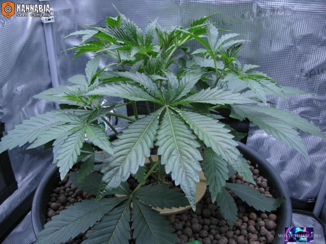 DosiDos 🍬 🥜 🍋 🌿 🍪. Week 4 - Wo2
