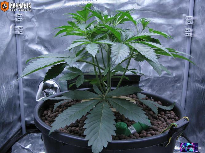 DosiDos 🍬 🥜 🍋 🌿 🍪. Week 4 - Wo1