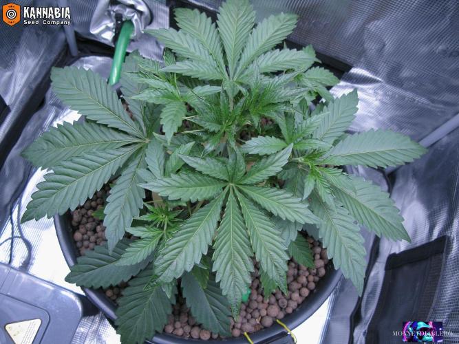 DosiDos 🍬 🥜 🍋 🌿 🍪. Week 4 - Di2