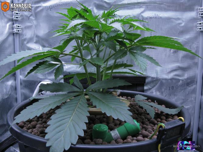 DosiDos 🍬 🥜 🍋 🌿 🍪. Week 4 - Di1