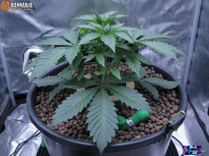 DosiDos 🍬 🥜 🍋 🌿 🍪. Week 4 - Ma2
