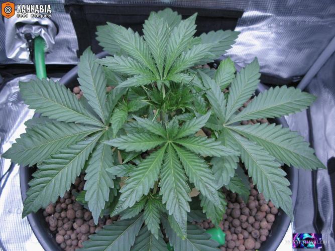 DosiDos 🍬 🥜 🍋 🌿 🍪. Week 4 - Ma1