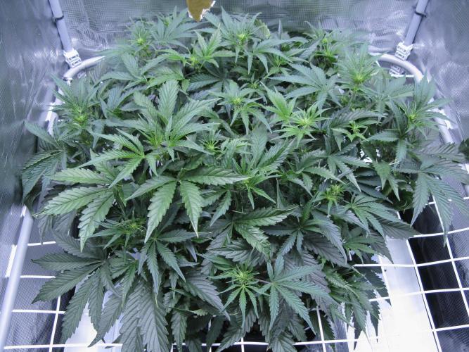 Dosidos Auto. Week 5