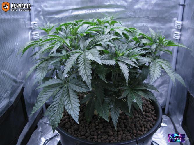 DosiDos 🍬 🥜 🍋 🌿 🍪. Week 5 - Di2