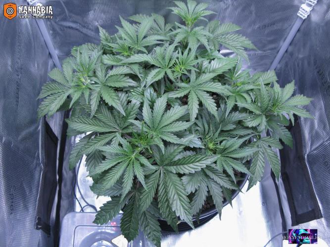 DosiDos 🍬 🥜 🍋 🌿 🍪. Week 5 - Di2